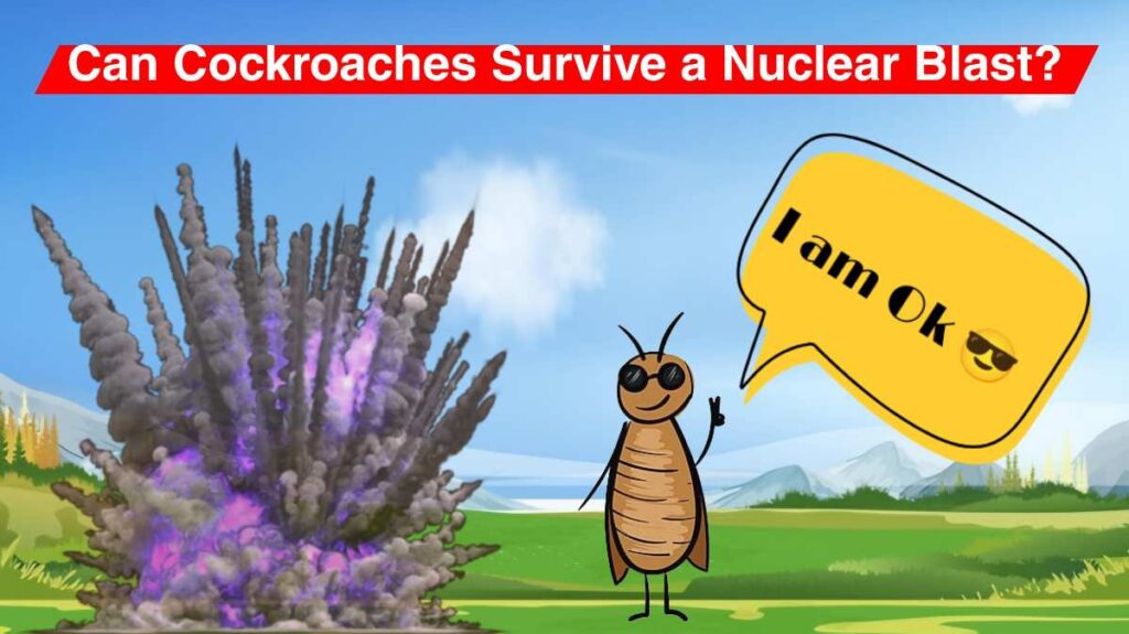 Can cockroaches survive a nuclear blast?