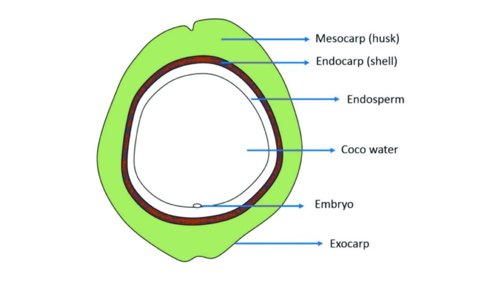 coconut diagram