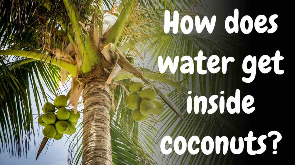 How Do Coconuts Collect Water Inside?