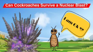 Can cockroaches survive a nuclear blast?