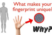 What Makes Human Fingerprints Unique