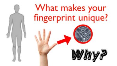 What Makes Human Fingerprints Unique